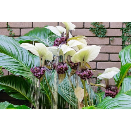 5 WHITE BAT FLOWER Tacca Integrifolia Nivea Bat Head Lily Flower Seeds