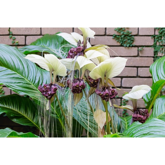 5 WHITE BAT FLOWER Tacca Integrifolia Nivea Bat Head Lily Flower Seeds
