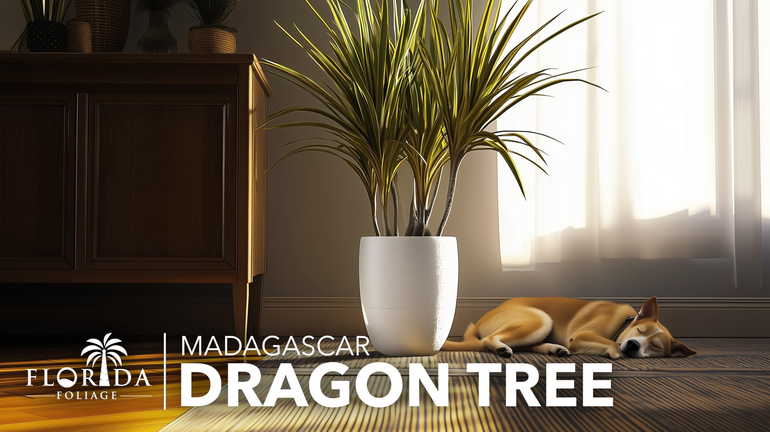 Madagascar Dragon Tree  Extra Large 3 Gallon Tree  Large Beautiful Florist Quality House Plant  Air Purifying Exotic Indoor Plant  Perfect for Home and Office Decor