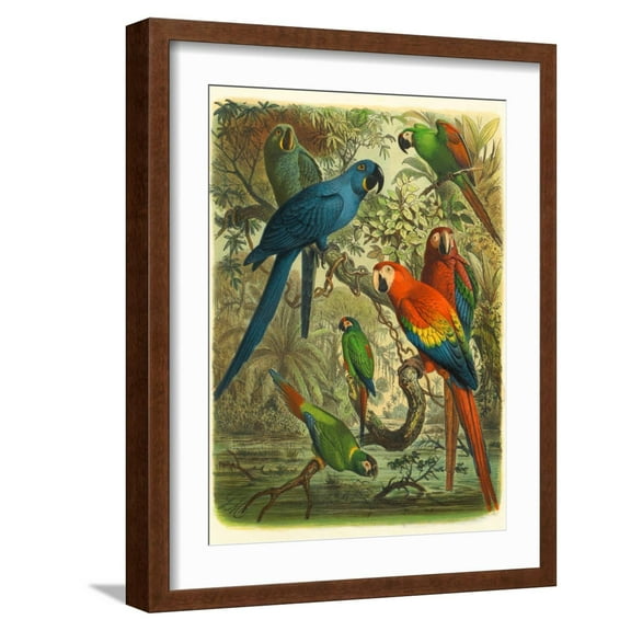 Art.com Tropical Birds III Art Print by Cassel, Brown Frame Wall Art, 17" x 21"