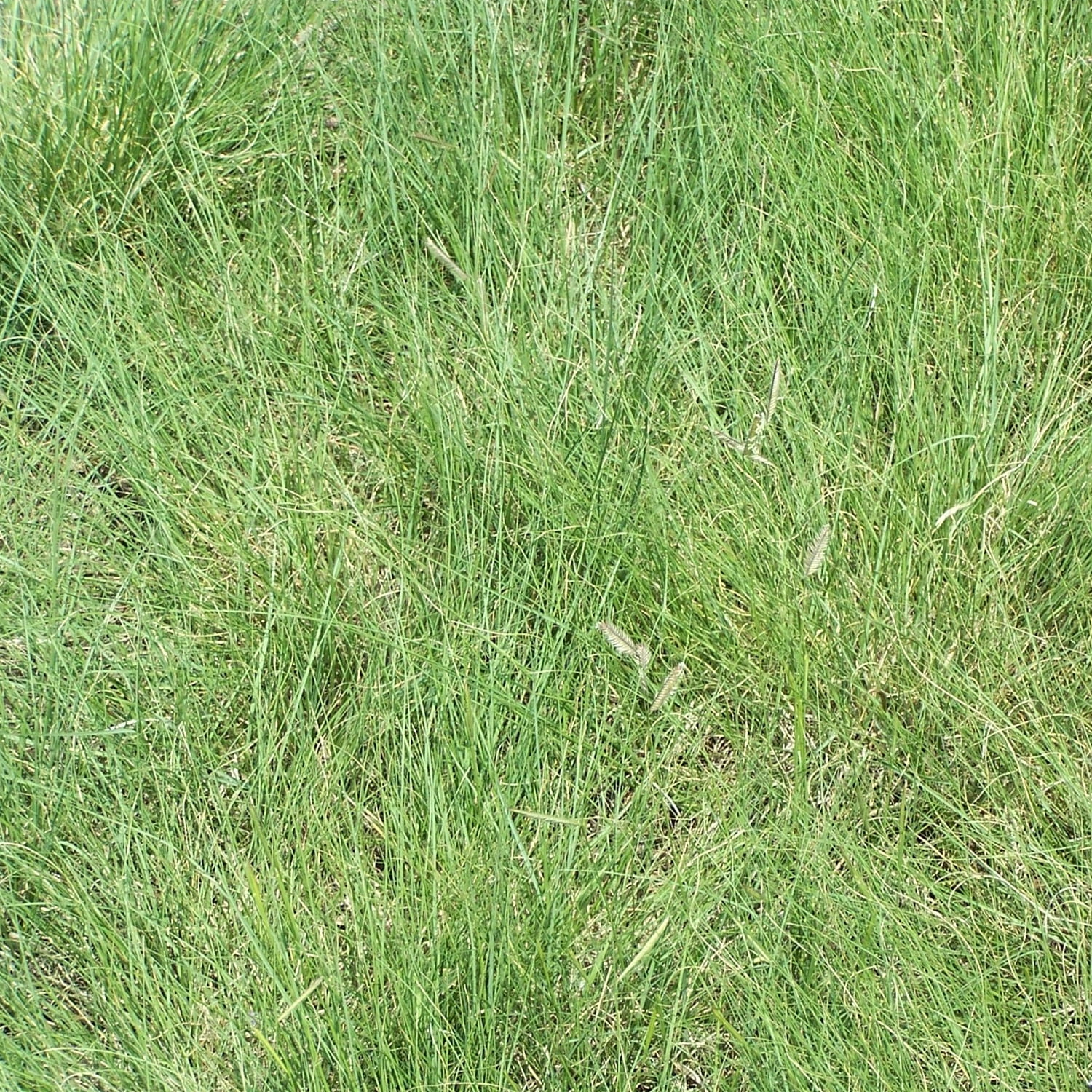 Outsidepride Blue Grama Native Grass Seed For Xeriscape Lawns & Pasture - 5 LBS