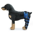 thumbnail image 5 of Dog Knee Brace Adjustable Dog Double Rear Leg Brace with Metal Hinged Flexible Support and Reflective Seat Belts(Blue) - L, 5 of 6