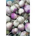 thumbnail image 2 of Rutabaga American Purple Top Great Heirloom Vegetable 4,000 Seeds, 2 of 4