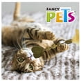thumbnail image 2 of Varita de Catnip con Pluma En Forma de Corazón FANCY PETS, 2 of 3