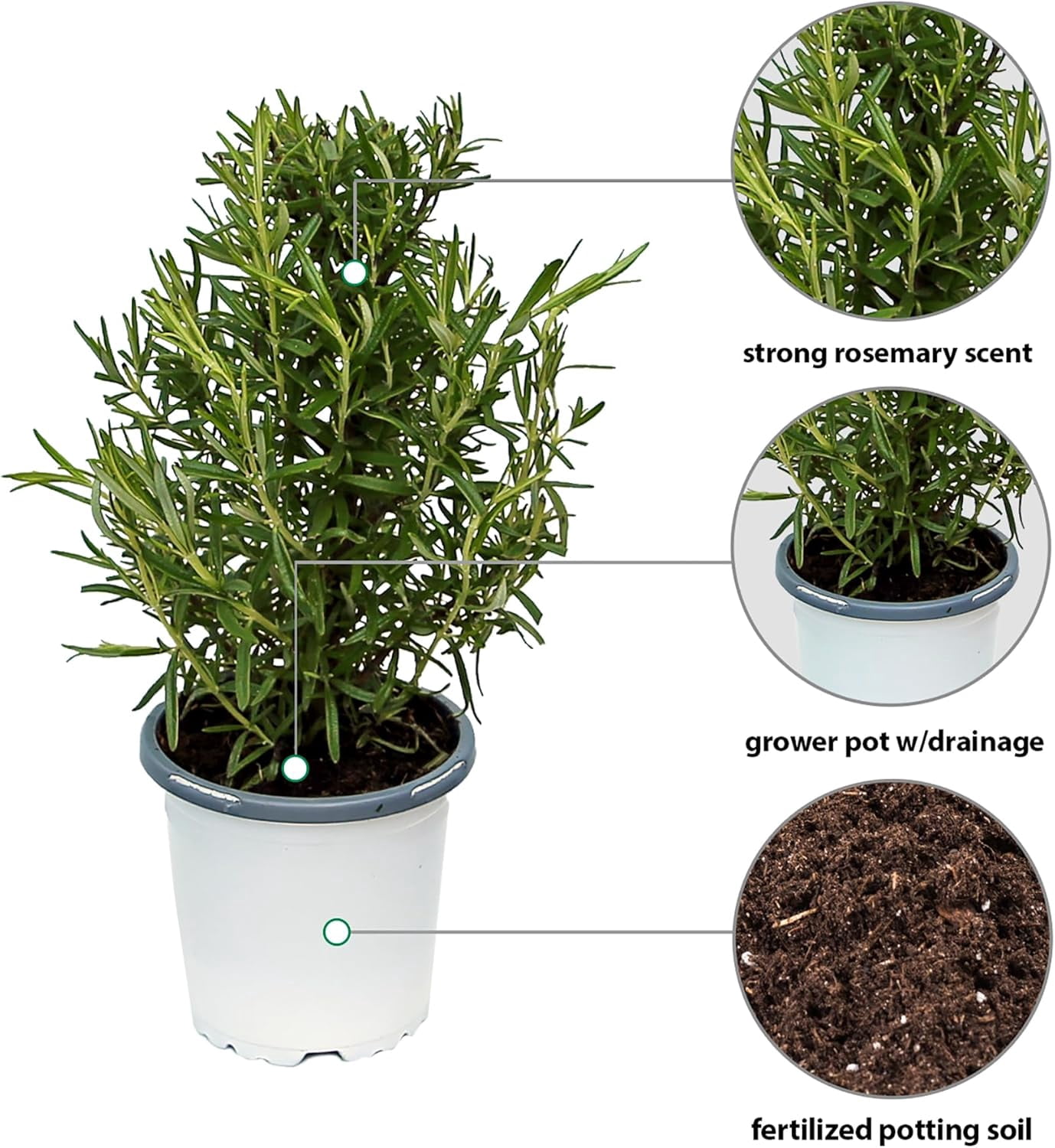 Live Rosemary Plant, Aroma Tree, Christmas Gift, Office Gift, Housewarming Gift, Air Purifying Plant, Birthday Gift, Office Gift, Gardening Gift in 4" Pot