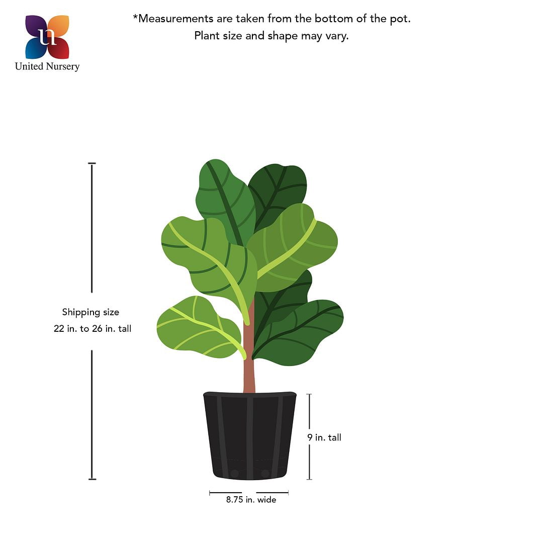 United Nursery Live Calathea Medallion Houseplant 24-28in Tall in 10in Terracotta Bayside Decor Pot