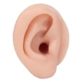 thumbnail image 3 of Piercing Ear Model, Reusable Display Ear Model Silicone Soft Elastic  for Jewelry Store Left,Right, 3 of 7