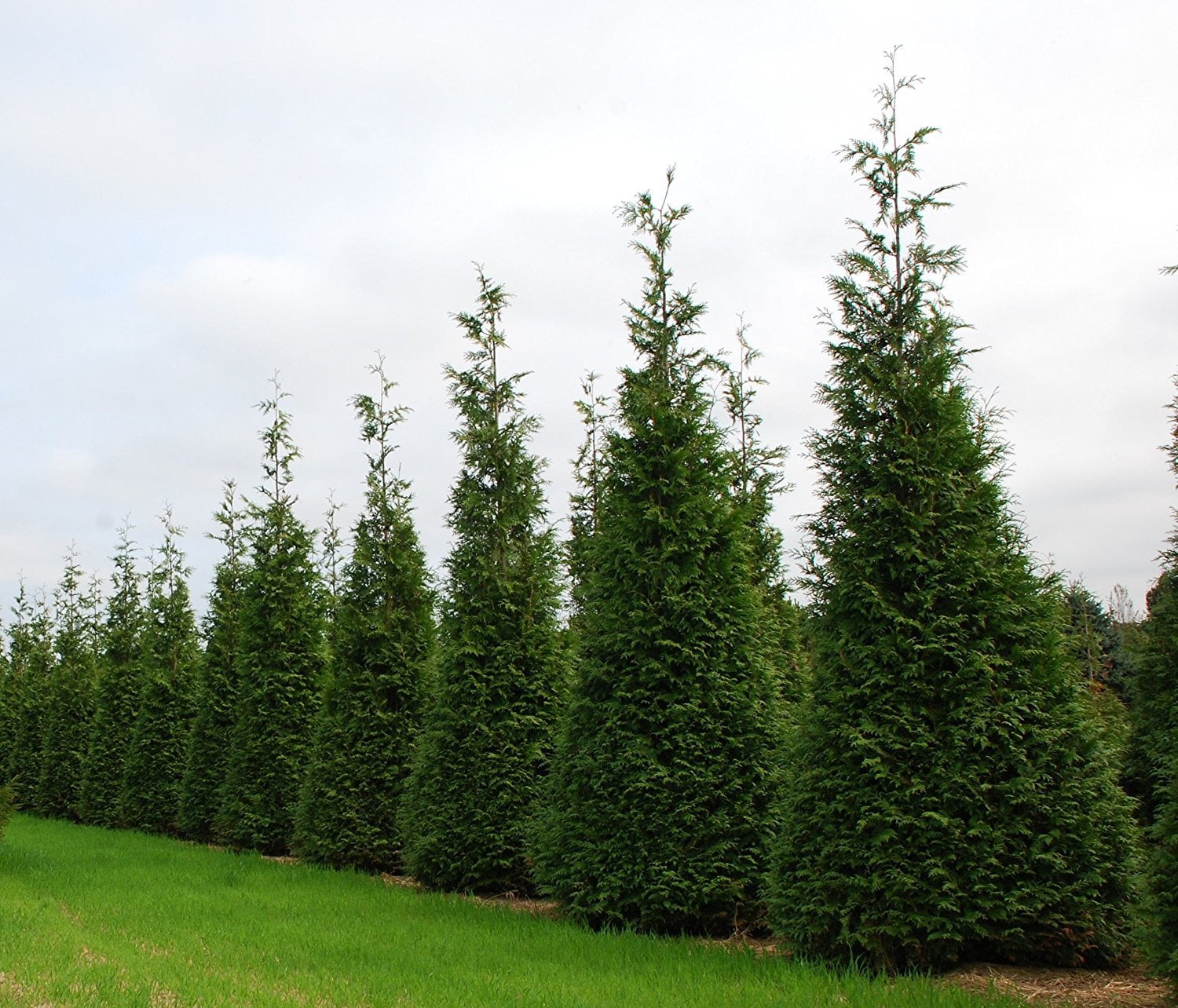 Thuja Arborvitae Green Giant - 10 Live Quart Size Plants - Evergreen Privacy Trees