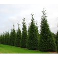 thumbnail image 3 of Thuja Arborvitae Green Giant - 10 Live Quart Size Plants - Evergreen Privacy Trees, 3 of 9