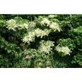 thumbnail image 3 of 50 CLIMBING HYDRANGEA Anomala Petiolaris Vine Flower Seeds, 3 of 3