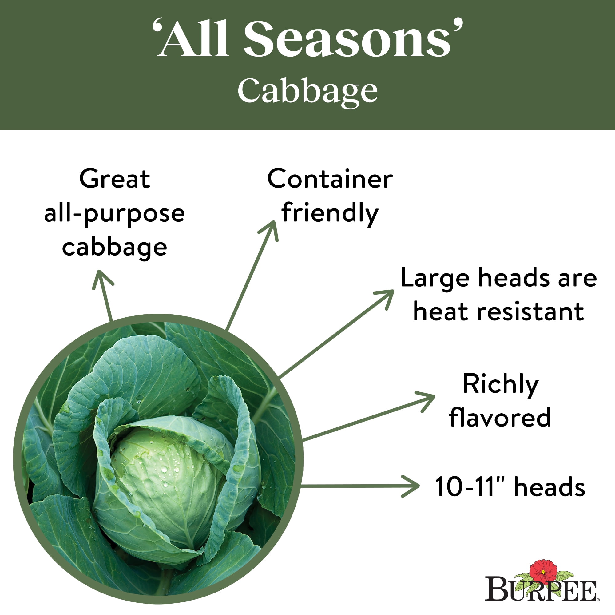 Burpee Organic All Seasons Cabbage, Plant Seeds for Home Garden