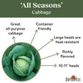 thumbnail image 4 of Burpee All Seasons Org - Chou, 4 of 5