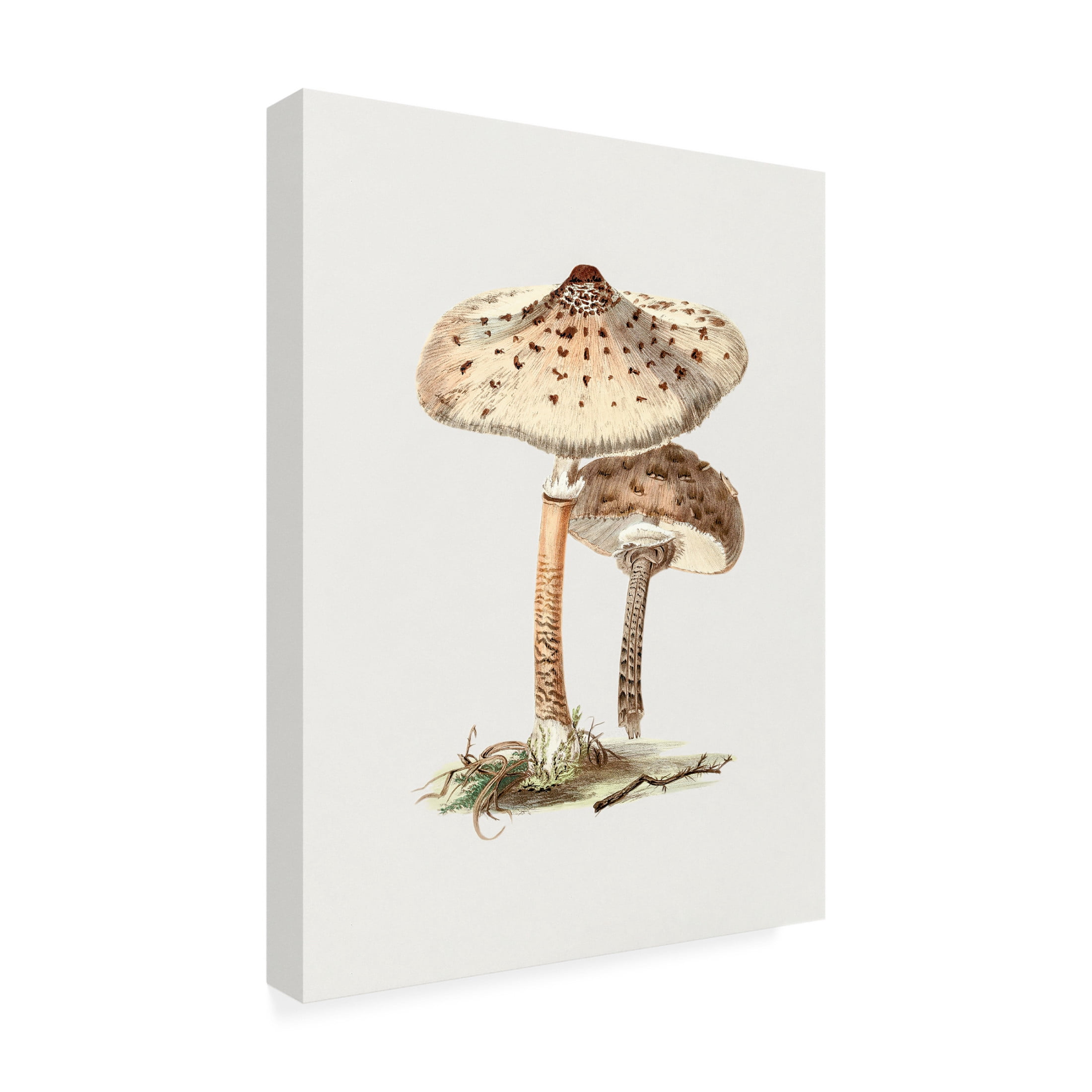 Trademark Fine Art Pictufy  Hand Drawn Parasol Mushroom Canvas Wall Art