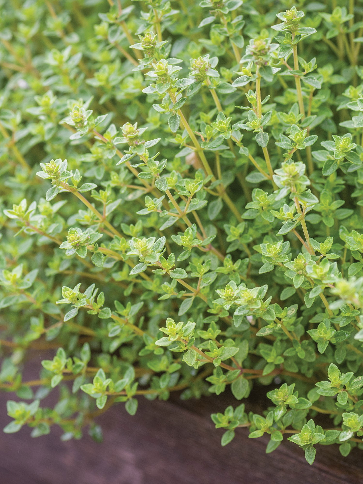 Burpee  Thyme Herb Seed, Annual Lifecycle, Full Sun