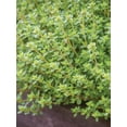 thumbnail image 5 of Burpee  Thyme Herb Seed, Annual Lifecycle, Full Sun, 5 of 6