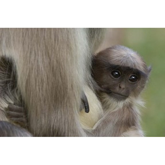 Hanuman Langurs baby monkey Mandore Rajasthan INDIA Canvas Art - Pete Oxford  DanitaDelimont (29 x 19)