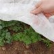 thumbnail image 4 of Cubierta De Planta De 1,6X9M, Protector De Jardín De Plántulas Anticongelante De Tela No Tejida Para Invierno, A Prueba De Congelación, A Prueba De Frío Y Preservación Del Calor matsuzay HA023734-00, 4 of 7