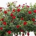 thumbnail image 3 of Cherry Garland™ Climbing Rose by Heirloom Roses - Red Climbing Rose Live Plant, 3 of 3