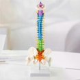 thumbnail image 5 of 45Cm with Pelvic Human Anatomical Anatomy Spine Spinal Column Model Teaching Resources for Students, 5 of 5