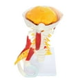 thumbnail image 3 of Axis Scientific Cervical Spine Anatomy Model with Occipital Bone, Nerves, and Muscles, 3 of 3