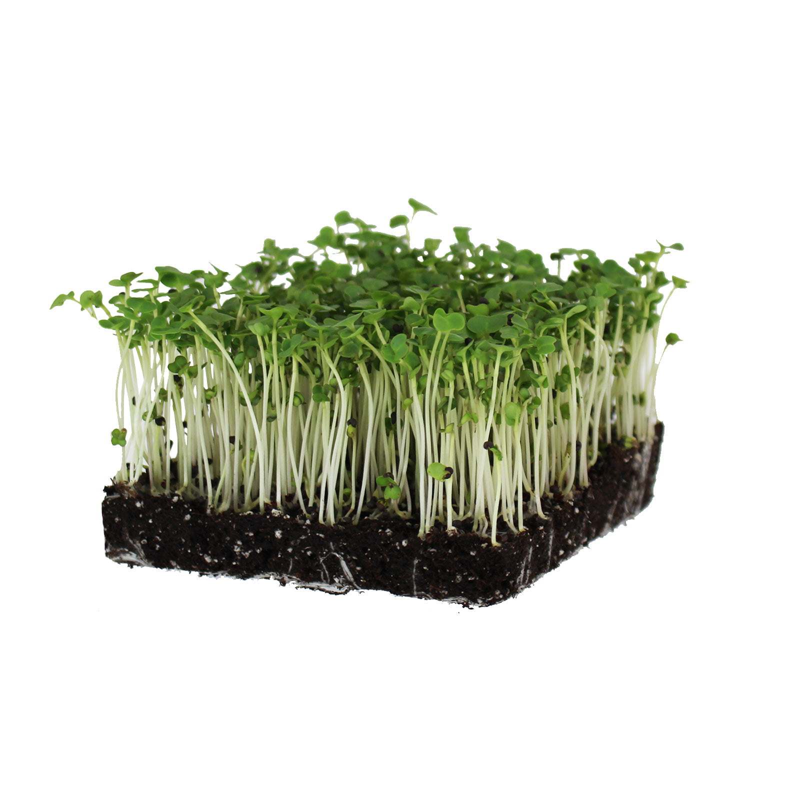 High Germi SEEDELICIOUS Organic Cress Sprouting Seeds Common/Curled 250g Non GMO Healthy Superfood Easy to Sprout