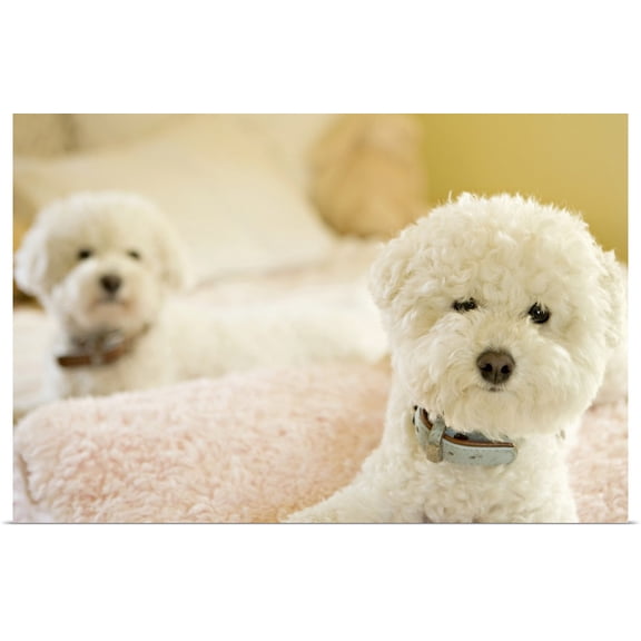 Great BIG Canvas | Rolled Karyn Millet Poster Print entitled Bichons