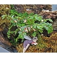 thumbnail image 2 of Tiny Pink Begonia Plant - 2.5" Pot - Terrarium/Fairy Garden/House Plant, 2 of 2
