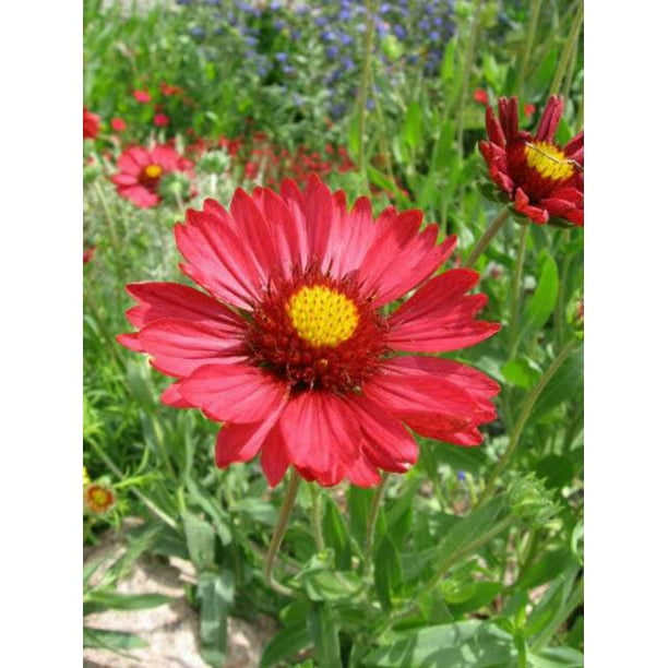Red indian blanket deals