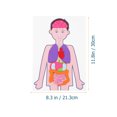 thumbnail image 4 of 2 Sets of Teaching Aids Human Organs Models DIY Teaching Aids for Children, 4 of 8