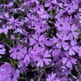 thumbnail image 3 of Moss Phlox 'Purple Beauty'  -Live Starter Plant, 3 of 3