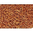 thumbnail image 4 of Los gusanos secos de la harina tratan a los bichos bugzy, reptiles con alto contenido de proteínas,, 4 of 4