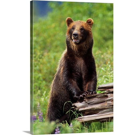 Great Big Canvas "Brown Bear Standing Upright On Log, Southcentral Alaska"  by Doug Lindstrand Olive Green Peach   Wrapped Canvas Print Wall Artwork