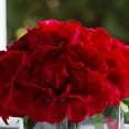 thumbnail image 3 of Enova Home Mixed Artificial Silk Rose and Hydrangea Flowers in Clear Cube Glass Vase with Faux Water (Red), 3 of 4