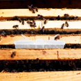 thumbnail image 4 of Petits Pièges à Huile de Ruche en Plastique Transparent Appâtable Outils d'Apiculture Réutilisables Fournitures d'Apiculture en Plastique (10 Packs), 4 of 7