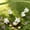White, variant on 5Pcs Mini Animals Rabbits Figurines under $5! Yrmaups Miniature Rabbit Figurines, 5pcs Small Animal Ornaments for Fairy Garden Terrarium, Cute Mini Landscape Decor, Crafts Supplies for DIY Scenes