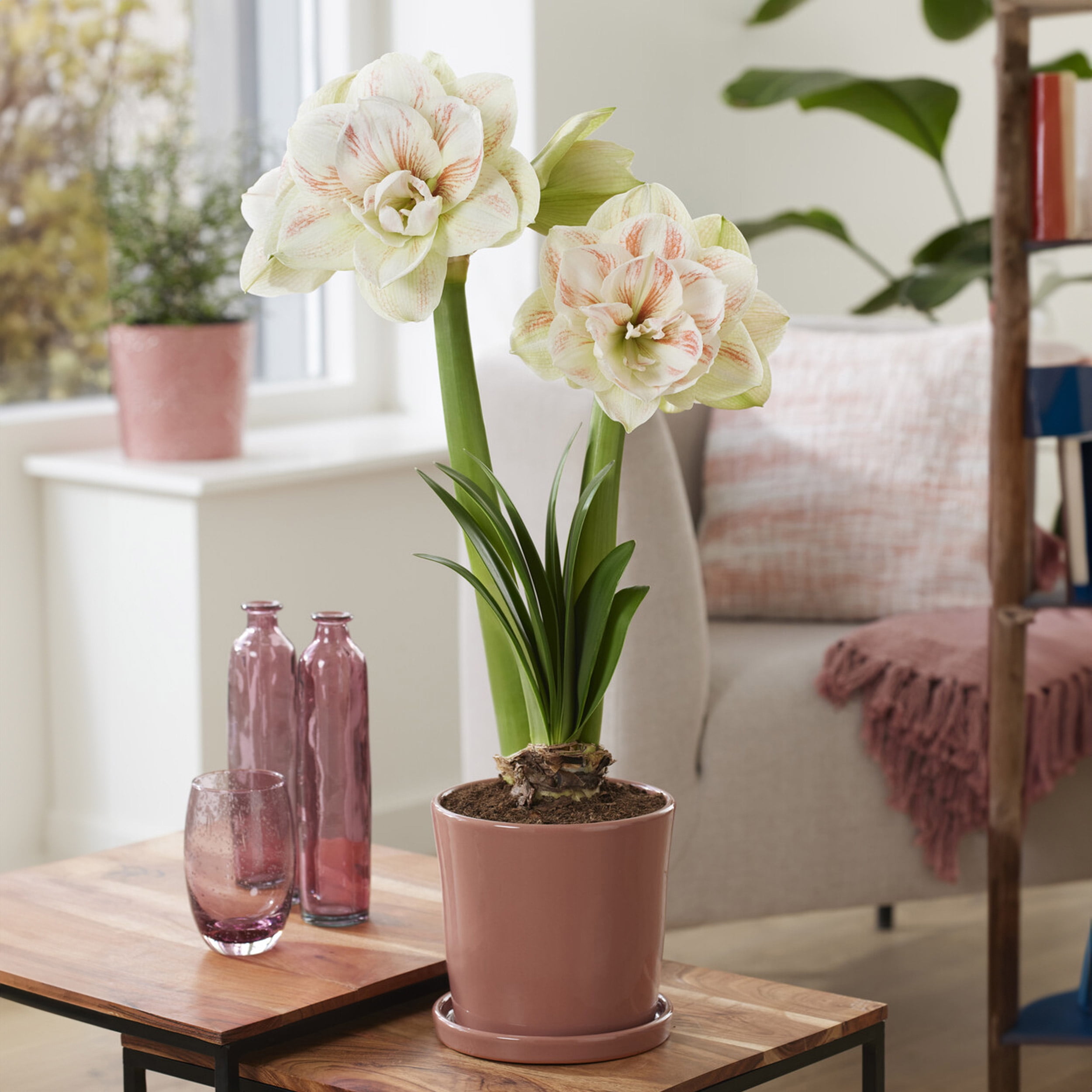 Garden State Bulb Galaxy Nymph Double Amaryllis Flower Bulb, 26/28cm (Bag of 2)