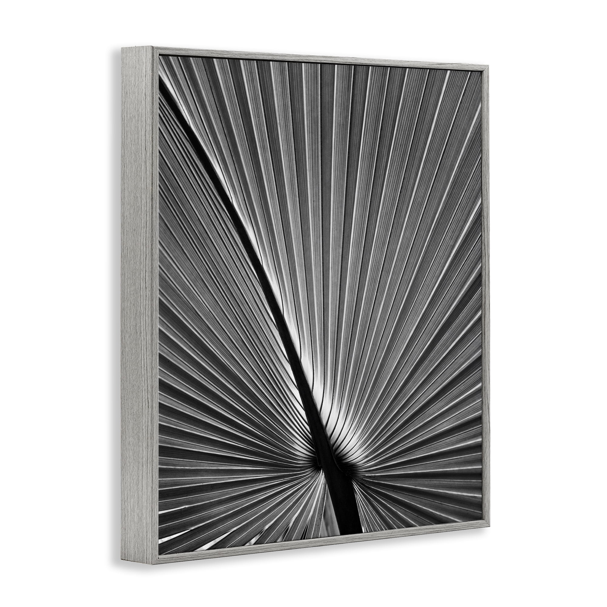 Stupell Industries Palm Frond Detail Botanical & Floral Photography Gray Framed Art Print Wall Art, 11 x 14