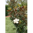 thumbnail image 2 of 2 Southern Magnolia in a 3.5 inch pot, 2 of 5