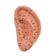 thumbnail image 5 of Modelo de acupuntura de oído Reflexología ACUPOINTER Aprendizaje Muestra de estudio multifuncional Accesorios escolares de ACUPOINT ACUPOINT AURICULAR 22 cm, 5 of 8