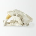 thumbnail image 4 of Mercana Fozzil White and Tan Colored Resin Sabretooth Skull Replica, 4 of 10