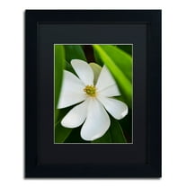 Trademark Fine Art "White Magnolia Flower" Canvas Art by Kurt Shaffer, Black Matte, Black Frame