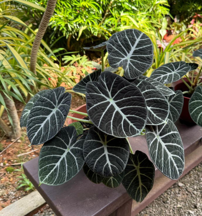 Alocasia Black Velvet Plant 4-6 Inch Tall, Velvet Dark Leaves, Rare Aesthetic Indoor Plant Decor