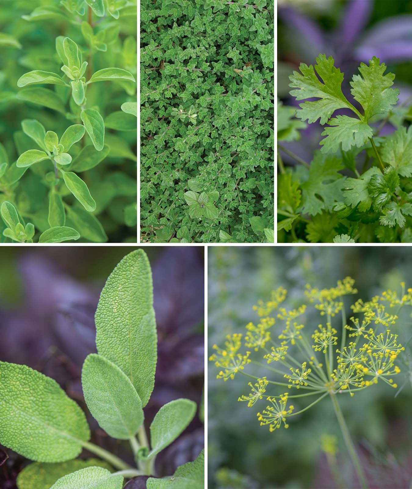 Burpee Culinary Classics 10 Herb Plant Seed Packets, Annual and Perennial Herbs, Full Sun