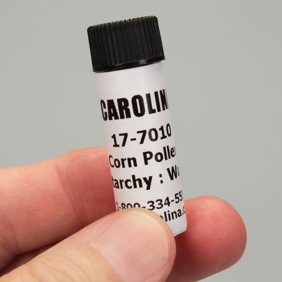 Corn Pollen, Starchy:Waxy, Sufficient Material For 25 Students