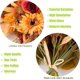 thumbnail image 3 of 2 Pack Artificial Fall Flower Bouquet Fall Wedding Bouquet for Wedding Bridal DIY Bouquet Home Decor Centerpieces, 3 of 4