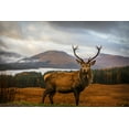 thumbnail image 2 of Popan  18x13 Gold Ornate Wood Framed with Double Matting Museum Art Print Titled - Scottish Stag, 2 of 4