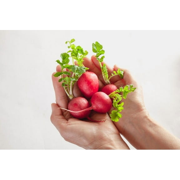 Cherry Belle Radish Seeds