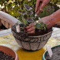 thumbnail image 5 of Cesta de flores colgante con adorno de forro Coco de 10", juego de 2, 5 of 5