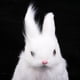 thumbnail image 3 of Conejo Peluches Peluche Peluche Animales Bebé Niños Juguete Blanco, 3 of 9