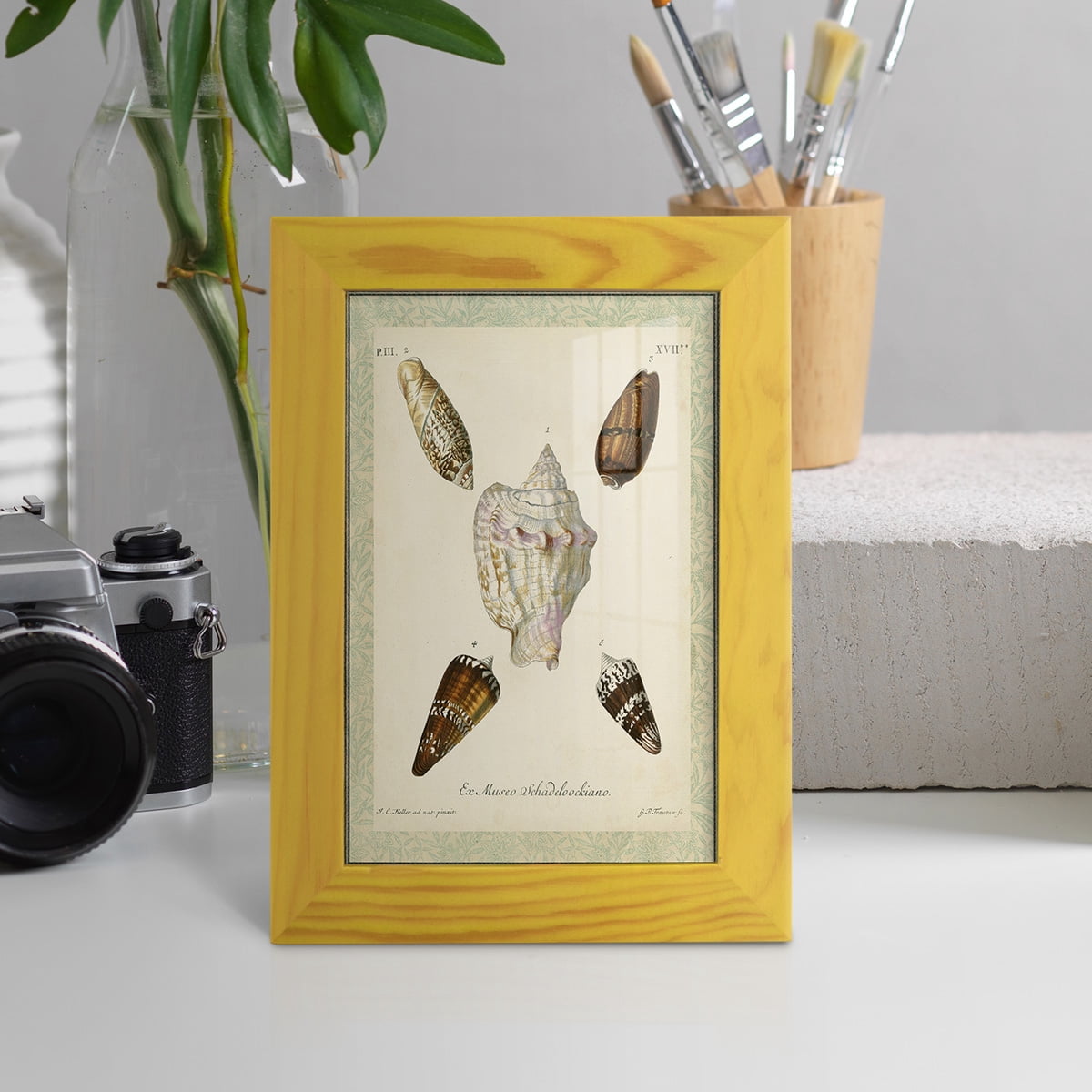 Bookplate Shells IV - Framed Print w/glass - Sunflower Yellow